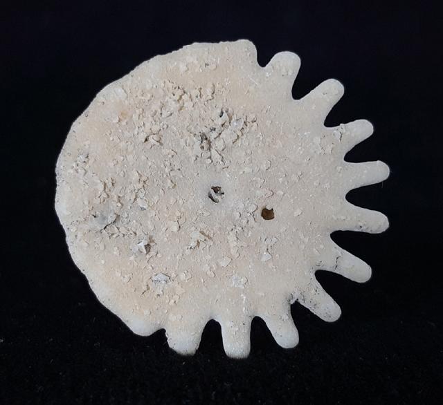 Heliophora orbicularis AGASSIZ 1840 - Bild © FossNet FossilienStore